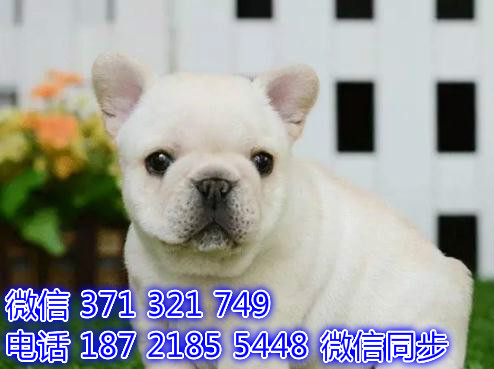 法国斗牛犬纯种幼犬 全国发货 可上门自取 可