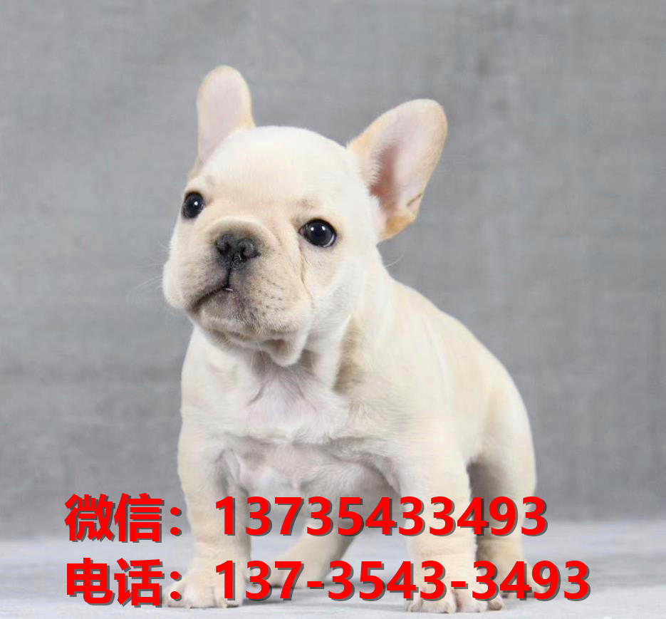 纯种法牛法斗幼犬 奶油色法斗出售 深圳犬舍狗场在哪里卖狗买狗地方