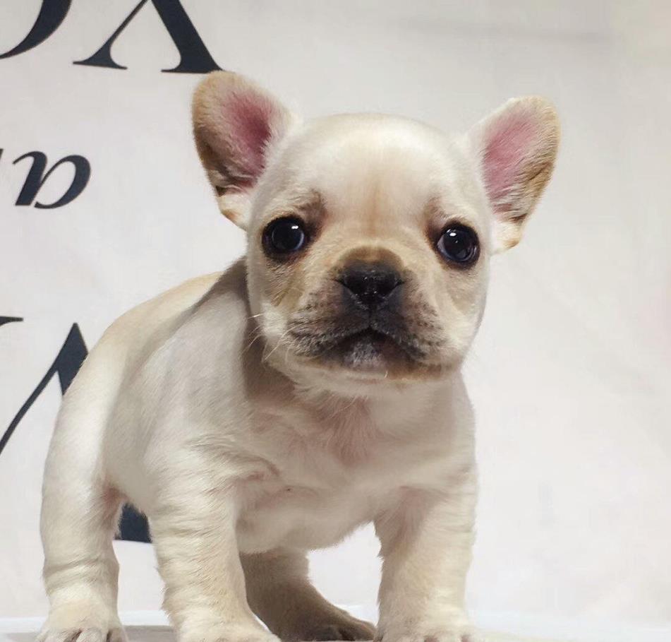 陕西西安犬舍出售纯种斗牛犬法斗法牛宠物狗市