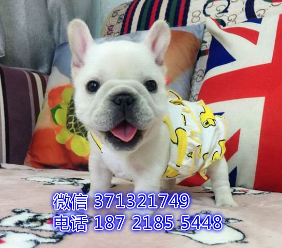 重庆特惠 法斗犬出售纯种幼犬 重庆犬舍宠物狗