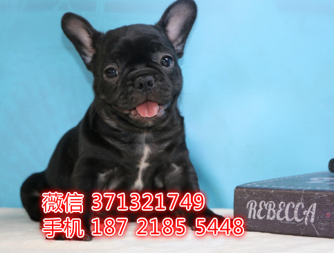 深圳宠物 法斗犬出售纯种幼犬 深圳宠物狗犬舍