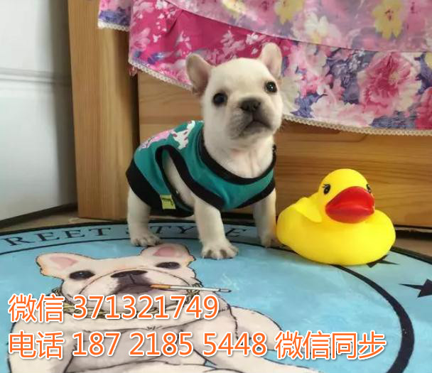 重庆特惠法斗犬出售纯种幼犬 重庆犬舍宠物狗