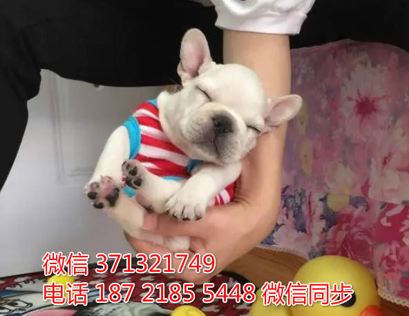 太原特惠 斗牛犬出售 太原犬舍狗场在哪里