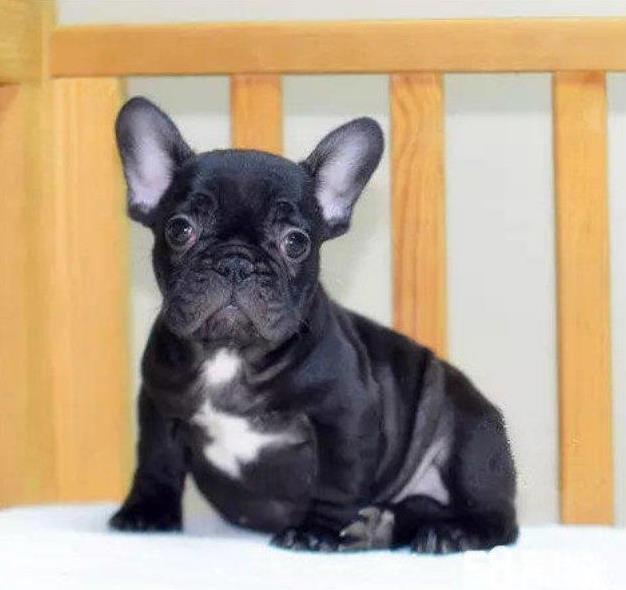 纯种斗牛犬出售 济南宠物狗犬舍哪里有狗市场