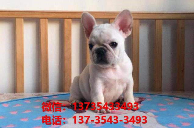 深圳宠物狗犬舍出售纯种法牛法斗哪里有宠物狗市场在哪里卖狗