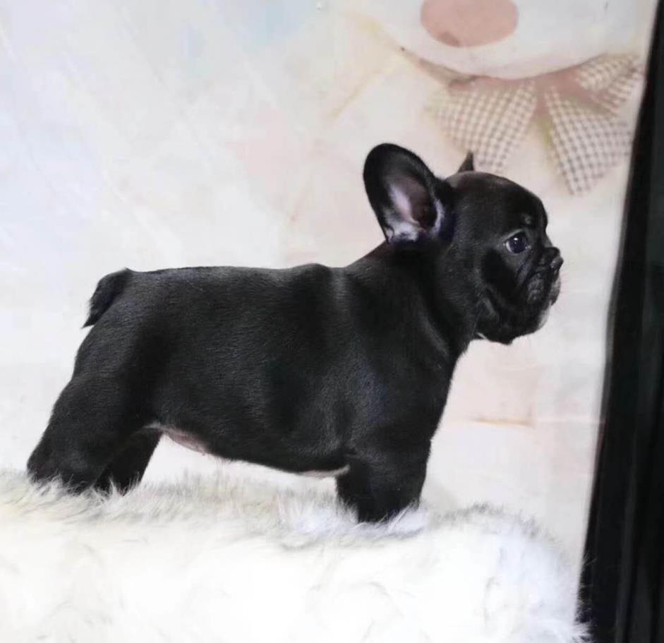 杭州犬舍出售纯种斗牛犬 活体宠物狗市场在哪