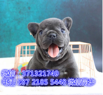 特价斗牛出售纯种幼犬 专业繁殖专业发货 可上门看酱