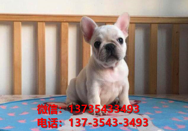 纯种法国斗牛犬幼犬 南宁犬舍哪里有卖法牛地