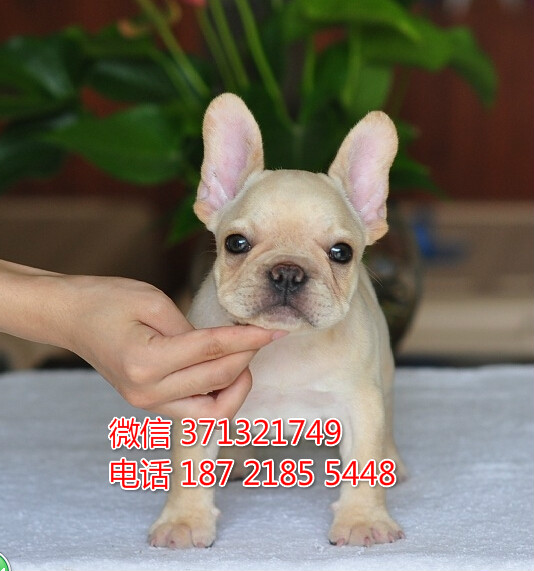 深圳宠物狗狗法国斗牛出售幼犬 全国可以发货