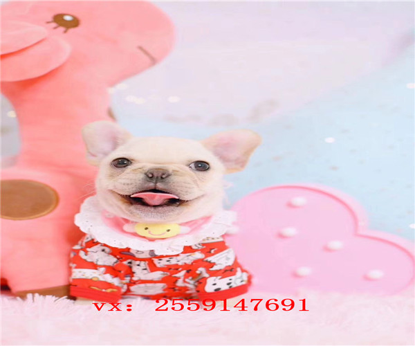  扬州哪里卖法牛 扬州法国斗牛犬犬舍 扬州白