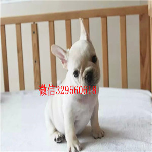 法国斗牛犬多少钱一只 西安犬舍出售纯种法斗 