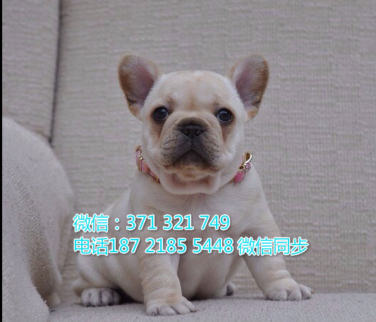 全国特惠斗牛纯种幼犬 支持上门 支持空运汽运 包健康记