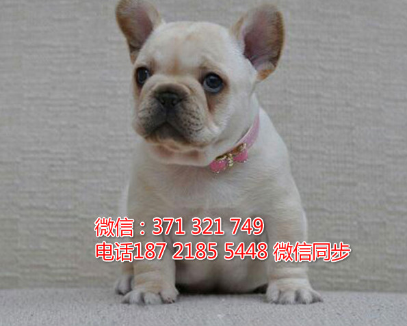 全国特惠斗牛纯种幼犬 支持上门 支持空运汽运 包健康蓟