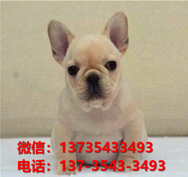 纯种法国斗牛犬幼犬 重庆犬舍哪里有卖法牛地