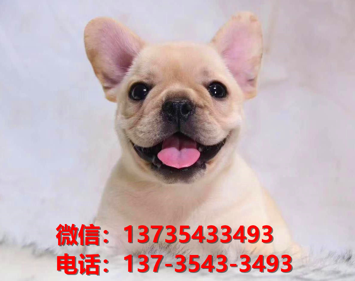 纯种法国斗牛犬幼犬 重庆犬舍哪里有卖法牛地方 法斗在哪买狗