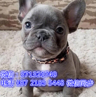 特价斗牛出售纯种幼犬 专业繁殖专业发货 可上门看蚕