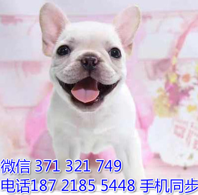 斗牛犬幼犬出售纯种 狗场直销宠物 哪里有宠物狗狗成