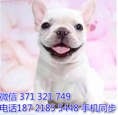 斗牛犬幼犬出售纯种 狗场直销宠物 哪里有宠物