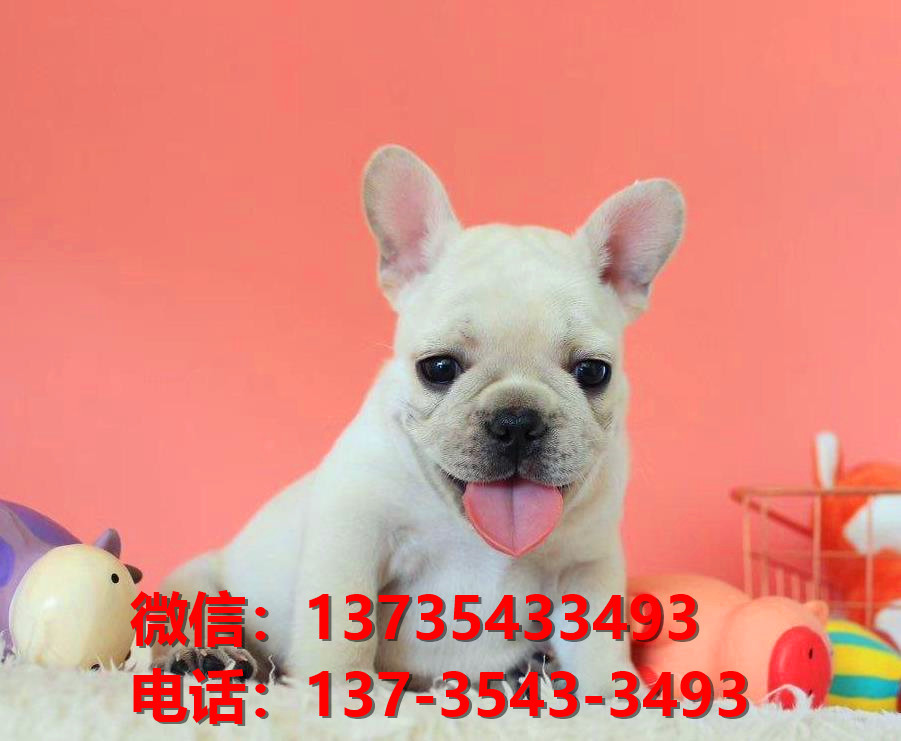 纯种法国斗牛犬幼犬 重庆犬舍哪里有卖法牛地方 法斗在哪买狗