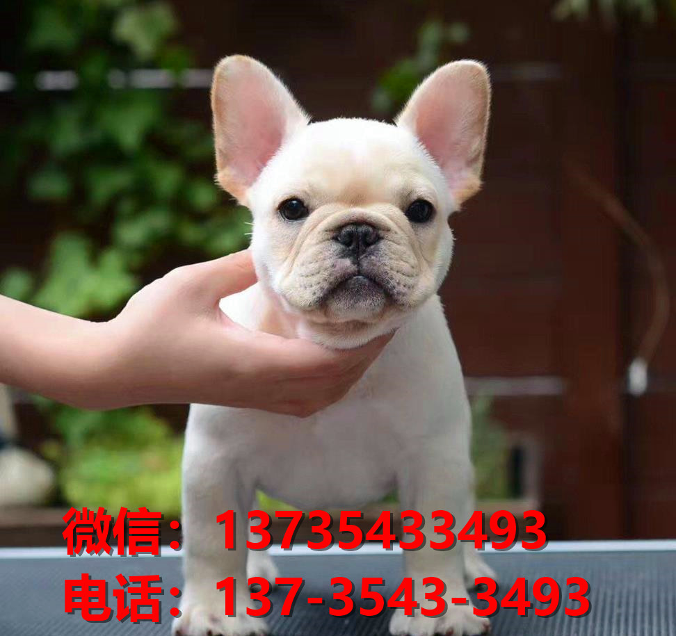 纯种法国斗牛犬幼犬 厦门犬舍哪里有卖法牛地