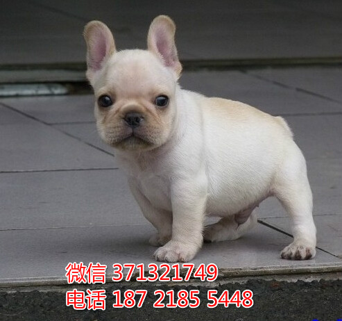 宠物狗狗斗牛全国可以发货 犬舍繁殖 包健康肿