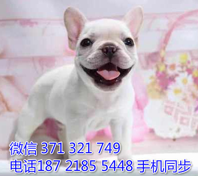 斗牛犬幼犬出售纯种 狗场直销宠物 哪里有宠物狗狗纹