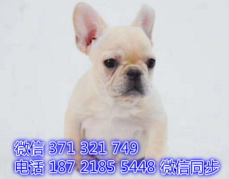 犬舍直销，哪里有宠物斗牛犬，精品小型中型大型犬