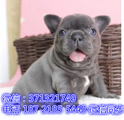 斗牛犬出售 宠物狗狗  宠物市场 狗狗图片 买