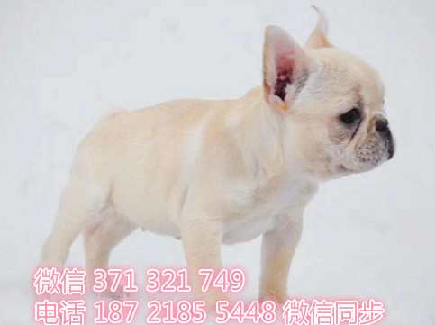 犬舍直销，哪里有宠物斗牛犬，精品小型中型大型犬狗狗碳