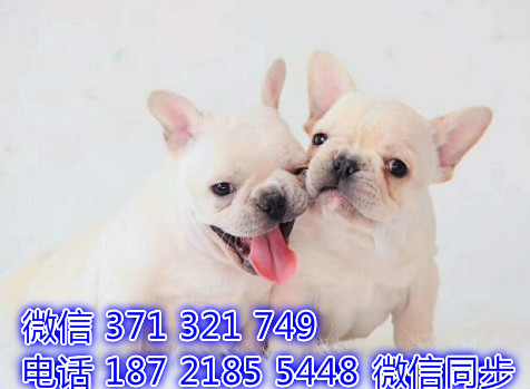 犬舍直销，哪里有宠物斗牛犬，精品小型中型大型犬狗狗染