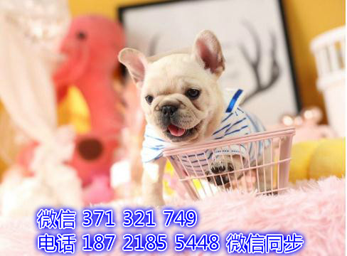 斗牛宠物买卖 宠物市场 宠物狗狗图片宠物网驮