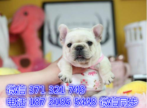 斗牛宠物买卖 宠物市场 宠物狗狗图片宠物网喂