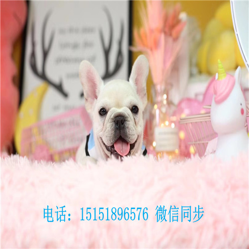 扬州纯种法牛价格是多少 扬州家养法牛怎么卖