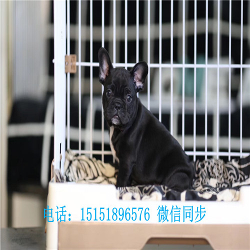 扬州法牛交易市场 扬州法牛犬舍白色法牛价格