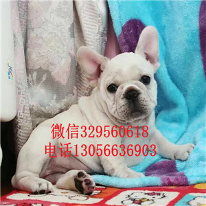  西安哪里有卖法国斗牛犬黑色法国斗牛犬超短