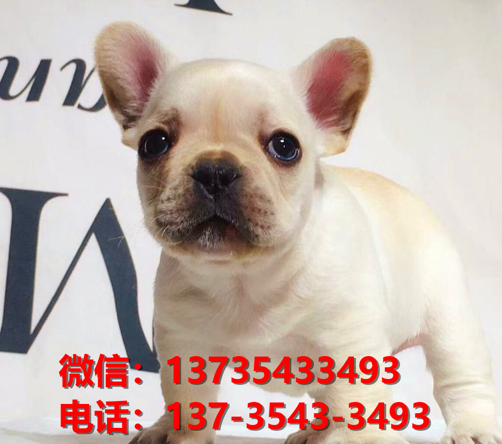 杭州犬舍出售纯种法牛幼犬卖狗买狗地方狗市场法国斗牛犬领养