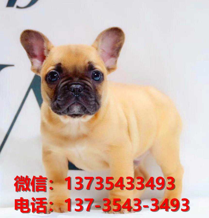 杭州犬舍出售纯种法牛幼犬卖狗买狗地方狗市场法国斗牛犬领养