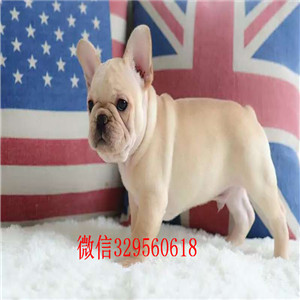  长治出售斗牛犬奶油色斗牛犬超短体法国斗牛