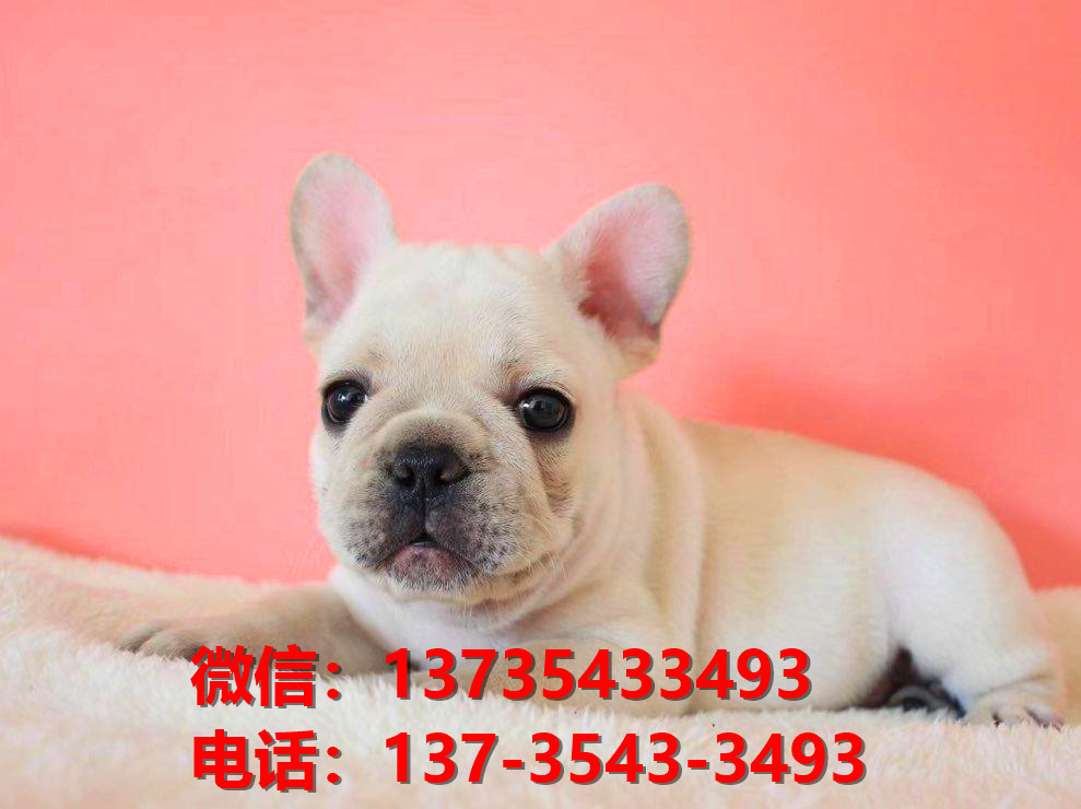 济南犬舍出售纯种法牛幼犬卖狗买狗地方狗市场法国斗牛犬领养