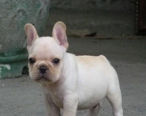 丽江买法牛 云南狗狗基地出售纯种小法牛