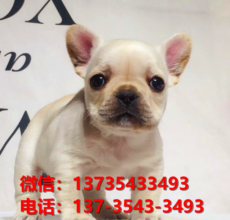杭州犬舍出售纯种法牛幼犬卖狗买狗地方狗市场