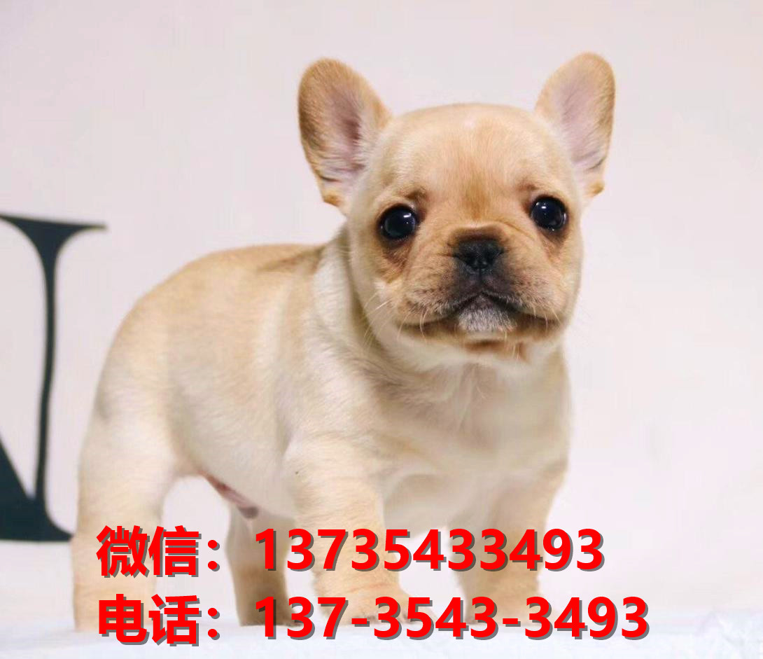 盐城宠物狗狗犬舍出售纯种法牛幼犬卖狗买狗地