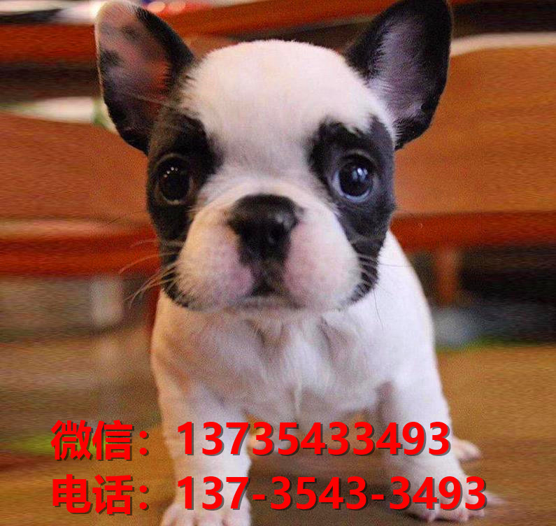 朔州宠物狗狗犬舍出售纯种法牛法斗卖狗买狗地方有狗场