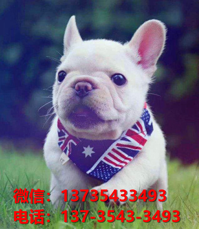 威海宠物狗犬舍领养纯种法斗犬网上卖狗买狗网站在哪里有狗市场