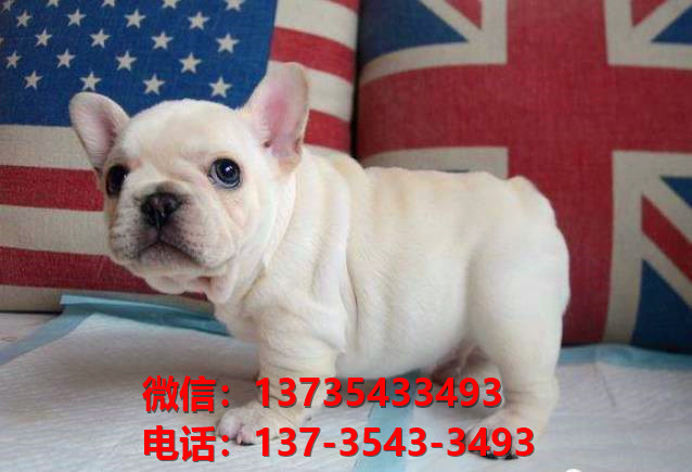 枣庄宠物狗犬舍领养纯种法牛犬网上哪里卖狗买狗网站那有狗市场