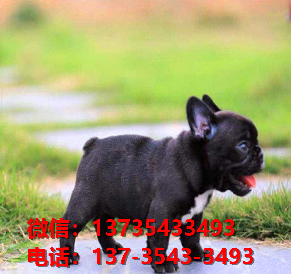 枣庄宠物狗犬舍领养纯种法牛犬网上哪里卖狗买狗网站那有狗市场