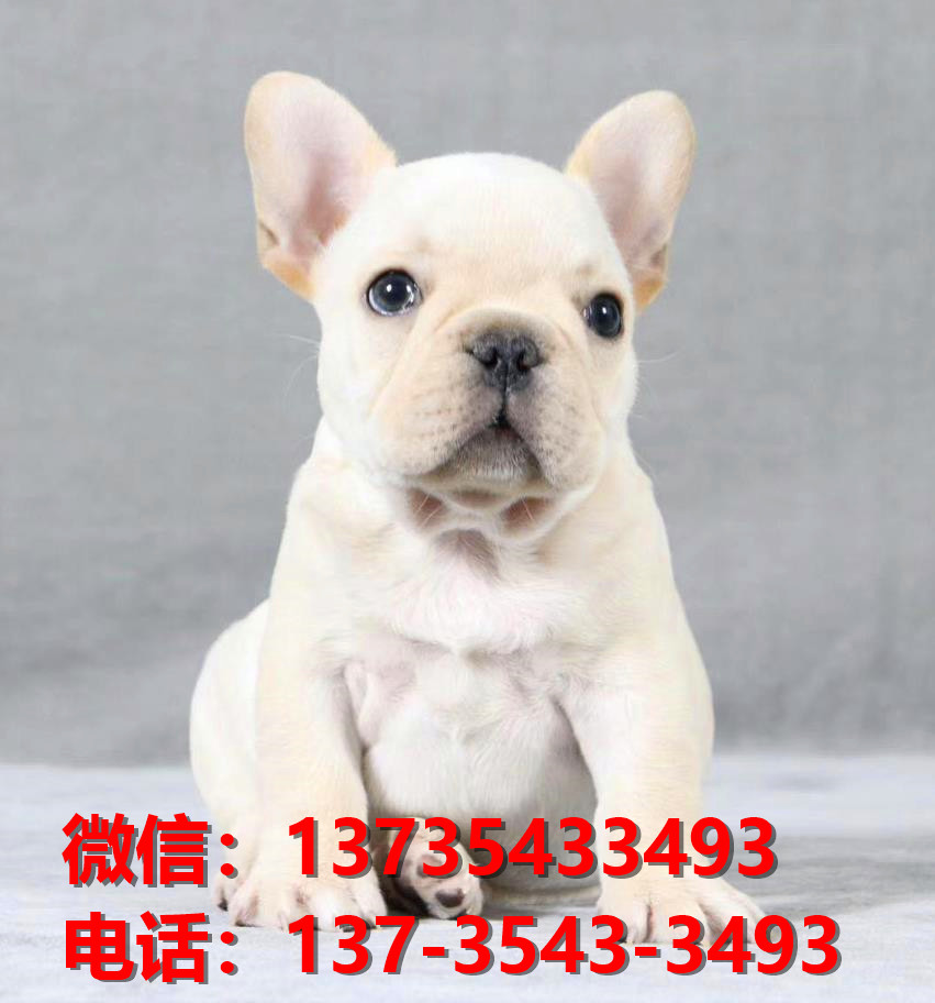 枣庄宠物狗犬舍领养纯种法牛犬网上哪里卖狗买