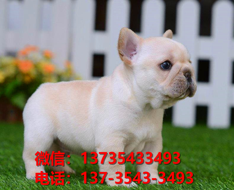 郴州宠物狗犬舍领养法牛犬卖狗买狗网站在哪有