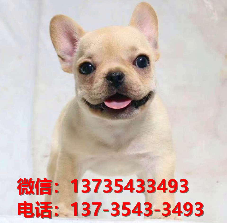 汕头宠物狗汕头犬舍出售纯种法牛法斗犬卖狗买