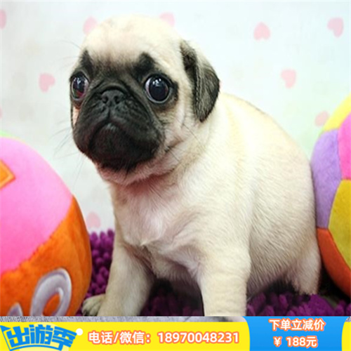 福州宠物繁殖基地 福州本地纯种法国斗牛犬